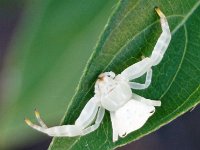 Thomisus spectabilis DSC08430 edit
